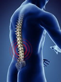 Spine